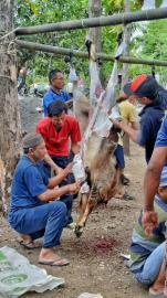 HARI RAYA IDUL ADHA 1444 H DI KALURAHAN SEMANU